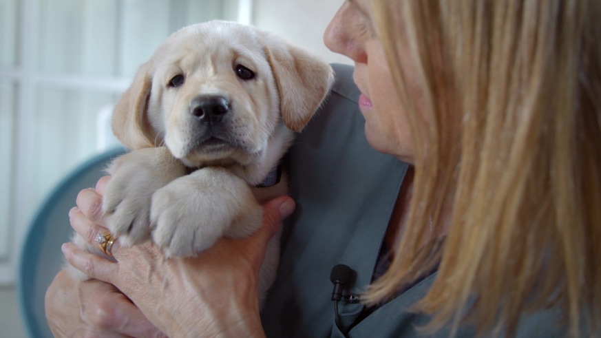 Pick Of The Litter guide dog documentary
