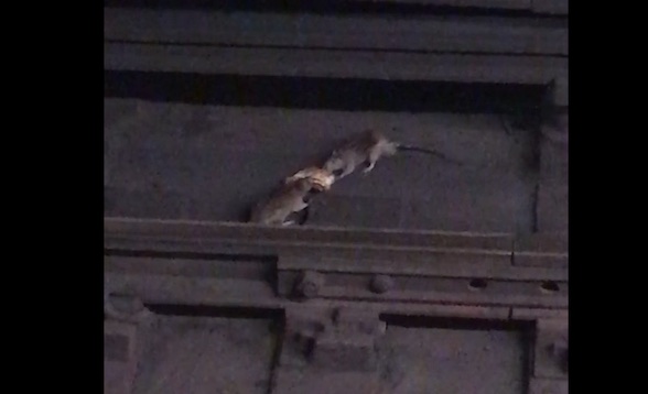 Two pizza rats were seen dueling over a slice of pizza in a NYC subway. Photo: superangry1/screenshot
