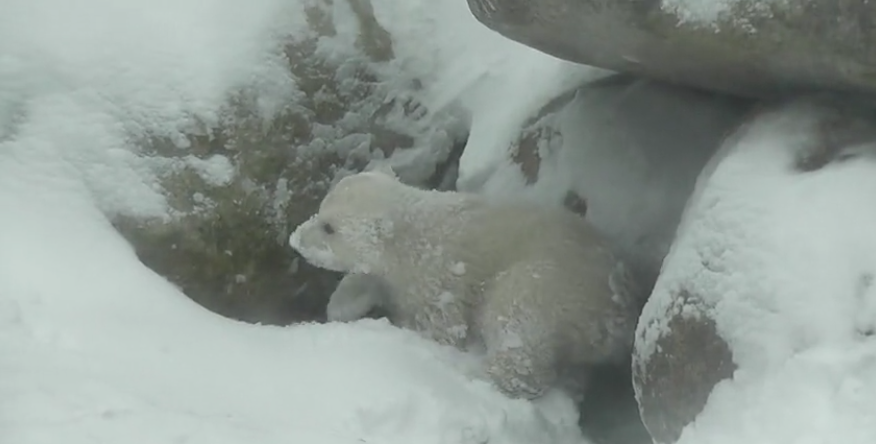 VIDEO: Polar bear cub experiences snow for the first time