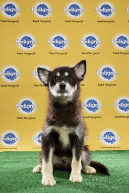 Puppy Bowl: The only big game worth watching