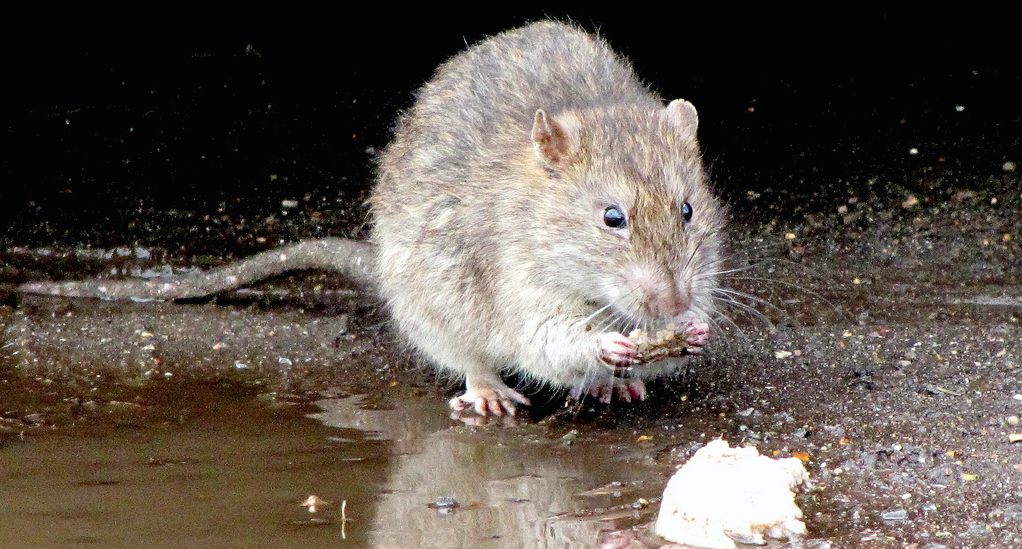 Aw rats! Philly, Boston, New York most vermin-infested cities