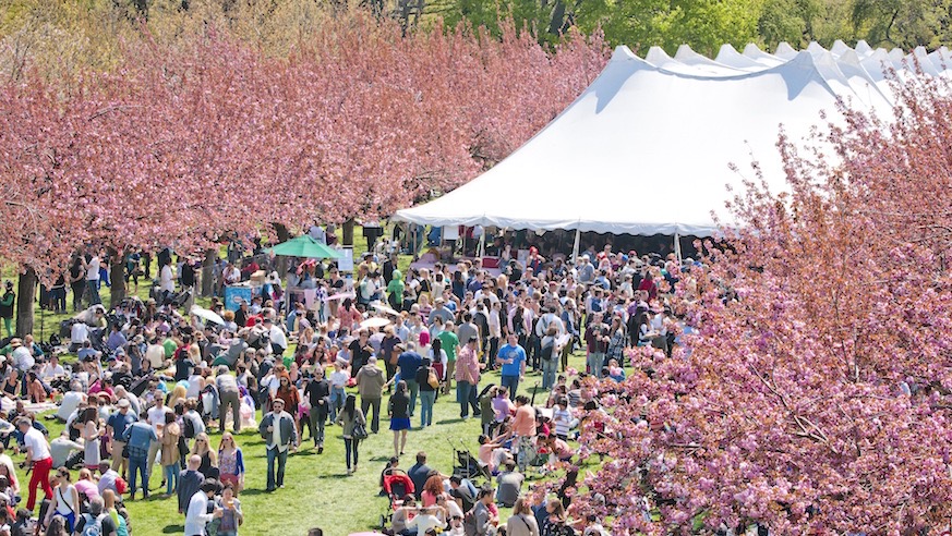 Sakura Matsuri (Cherry Blossom Festival) at Brooklyn Botanic Garden.