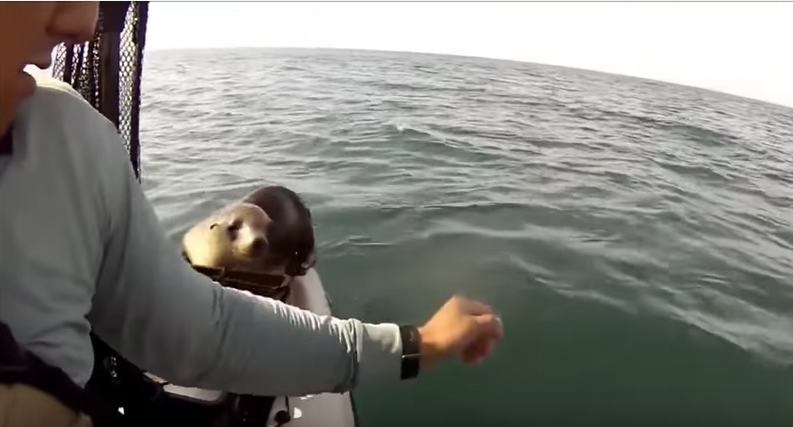 Baby seal gets a free ride on kayak
