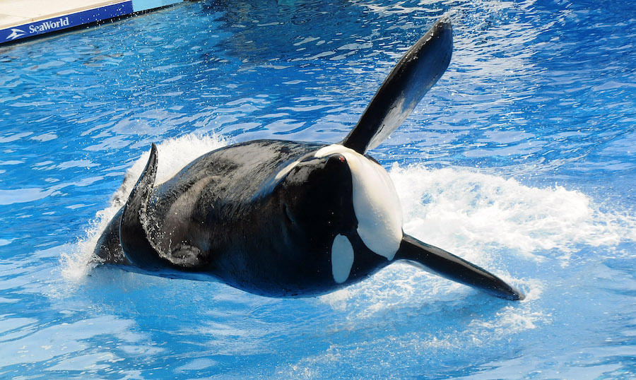 ‘Blackfish’ orca Tilikum has died: SeaWorld