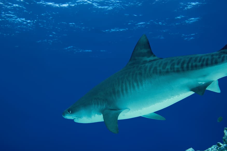 Sharks are being used for squalene oil