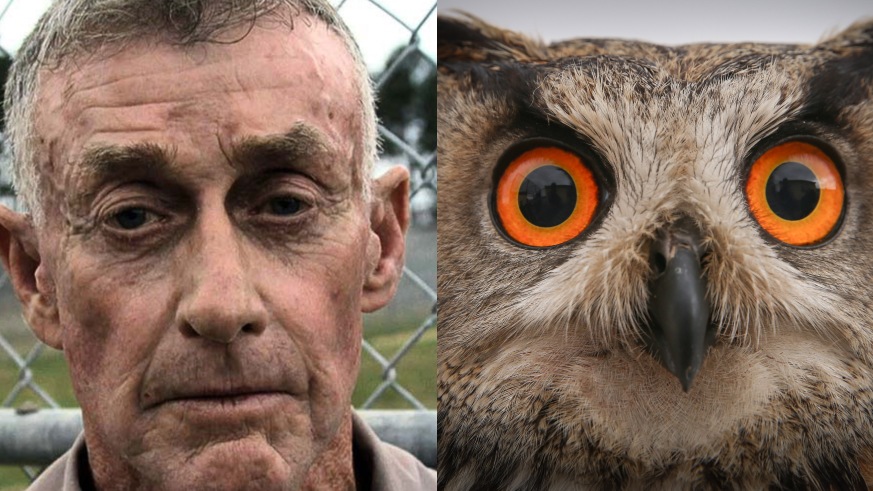 Michael Peterson, The Staircase and the Owl Theory
