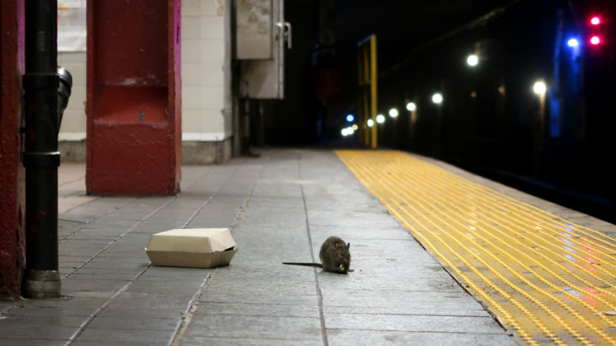 Watch someone kick one of NYC's subway rats