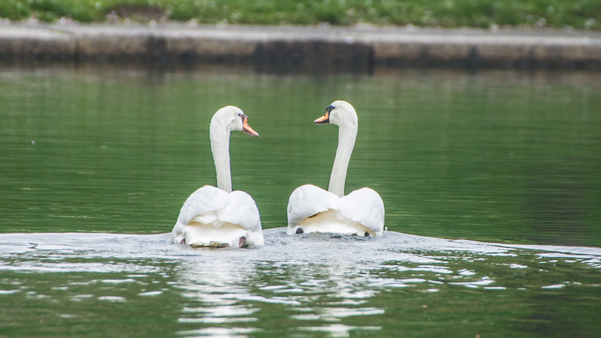 Boston hails return of swans Romeo and Juliet