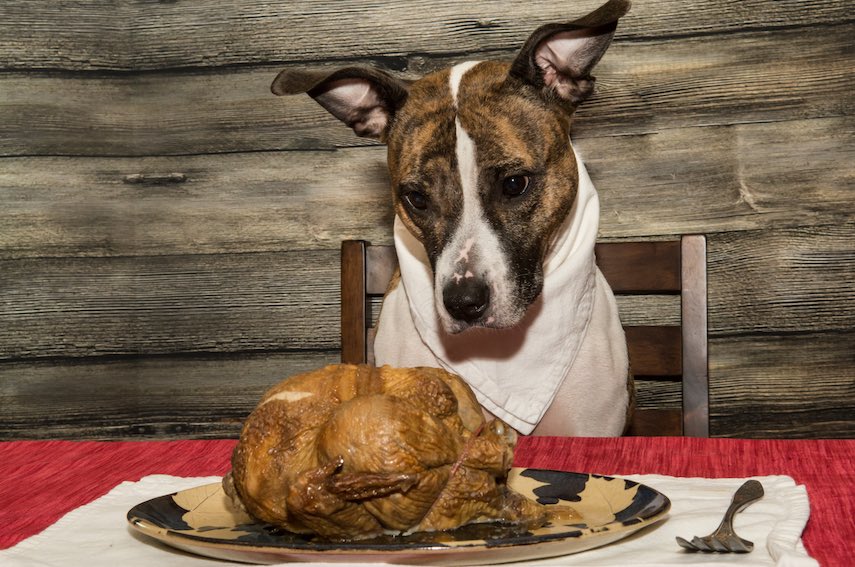 How to make your dog a gracious guest at Thanksgiving