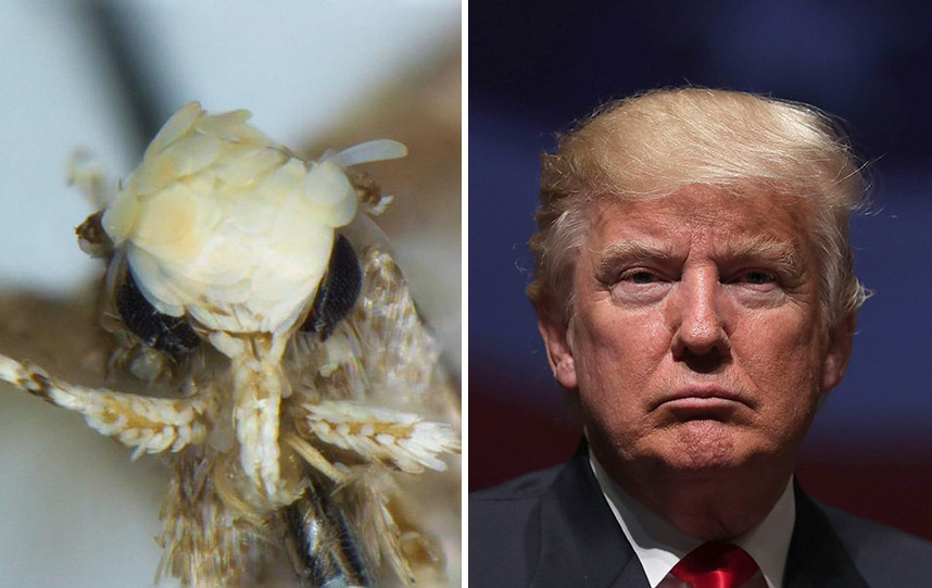 Scientists name moth species after Donald Trump