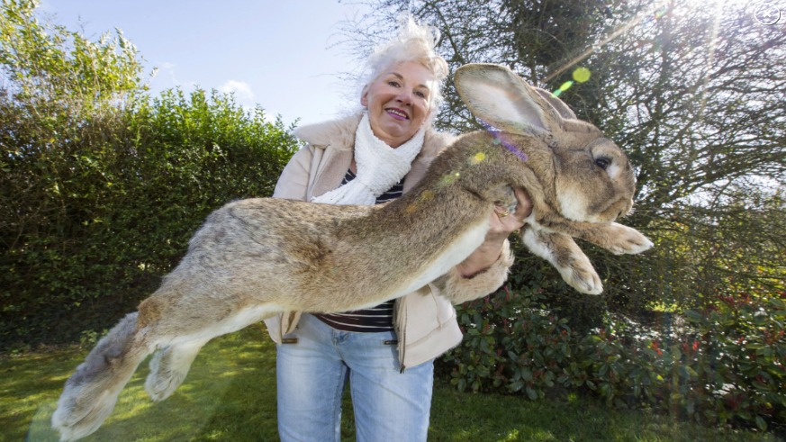 A 3-foot giant rabbit died on a United flight to the US from the UK.