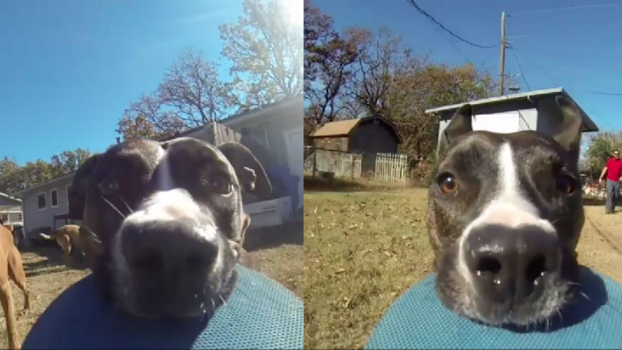 Dogs with GoPros viral dog video