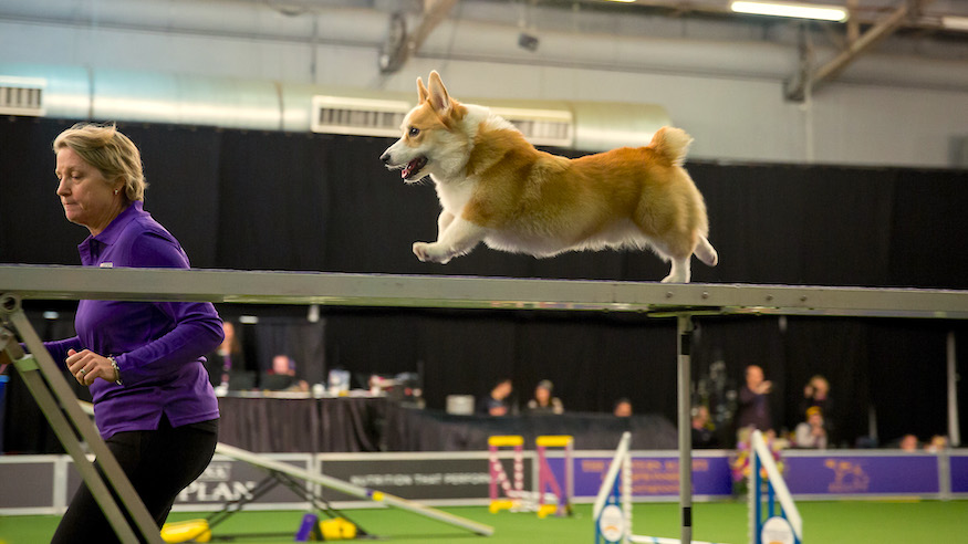 westminster kennel club masters agility competition