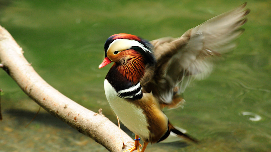 where to see the mandarin duck in nyc central park
