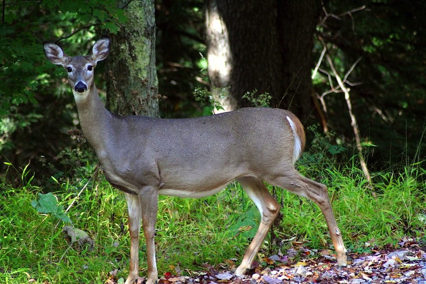 deer, whitetail deer, staten island deer