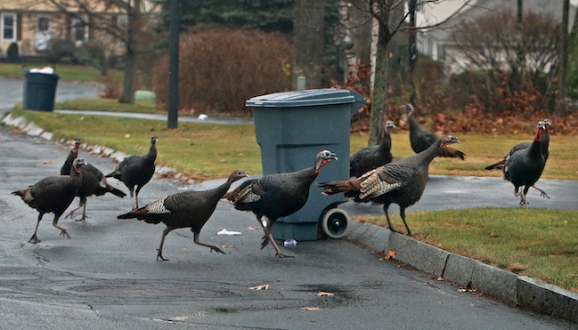 Massachusetts turkeys
