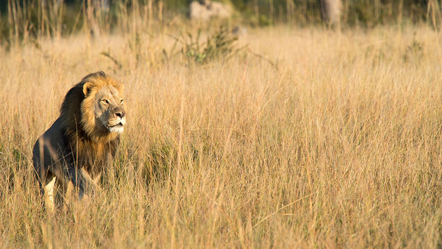 Cecil the Lion’s son, Xanda, killed near Hwange National Park