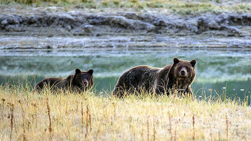 Yellowstone grizzly bear endangered species