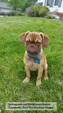 Meet Earl the grumpy puppy, the internet’s newest obsession
