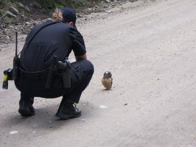 VIDEO: Cute baby owl chats with Colorado deputy