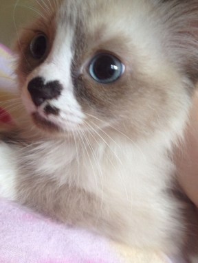 This kitten has a heart on its nose