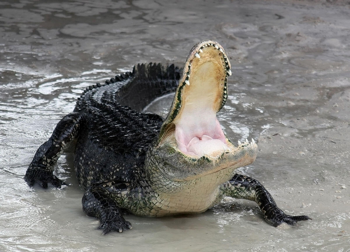 Alligator bites off arm of Florida man fleeing police