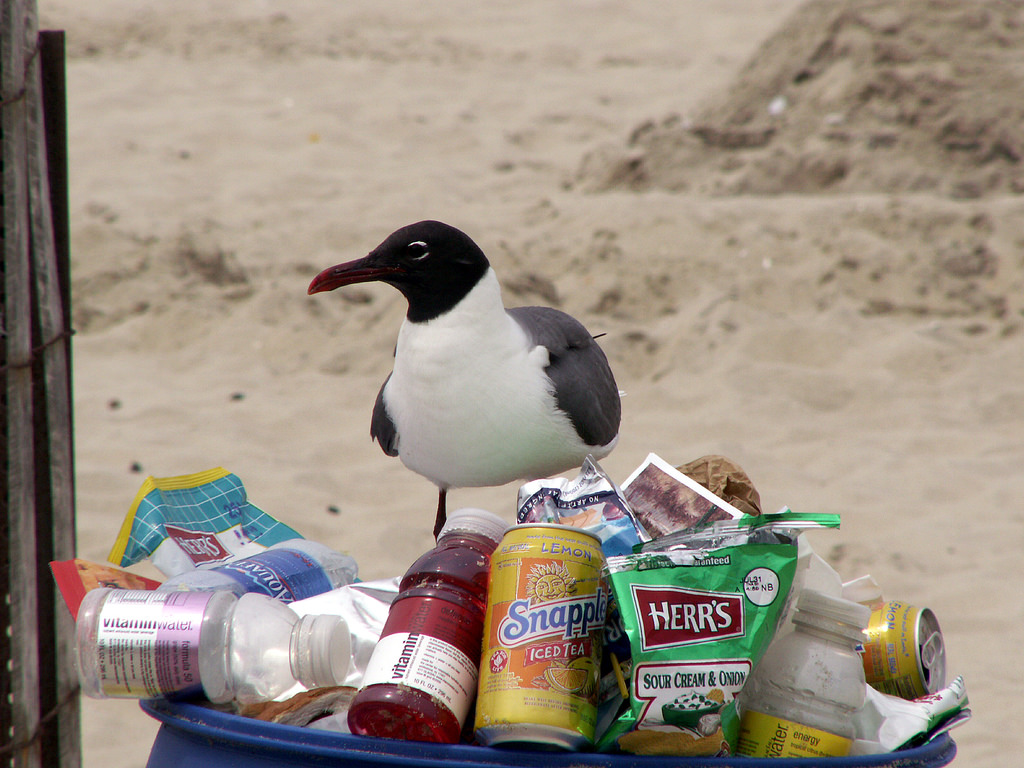 Study shows seabirds eat plastic because it smells like food