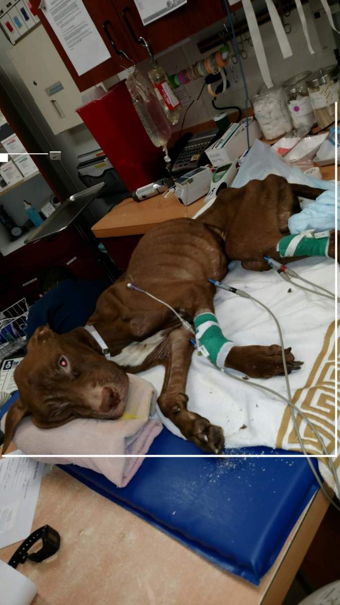Reward offered for starving pit bull
