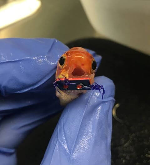 Pet goldfish gets braces