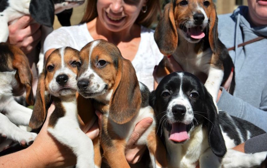 Uber to deliver on-demand puppies