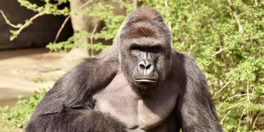 Harambe’s Law: Activists urge legislation after gorilla’s death