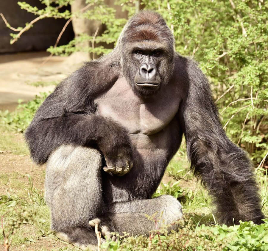 Gorilla’s death triggers social media backlash