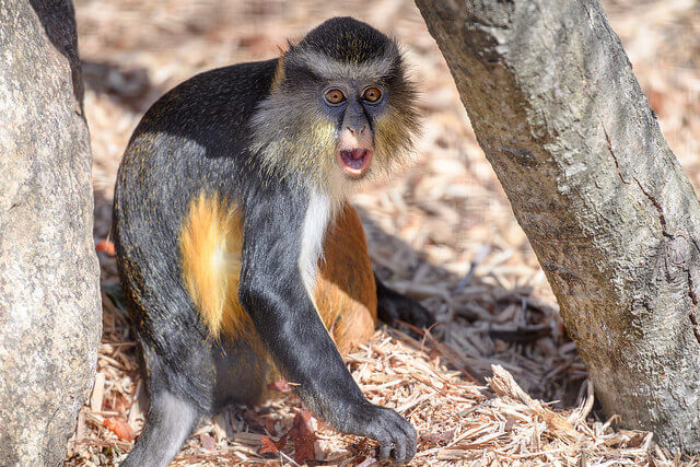 A monkey named Dizzy is running all over the place at a zoo in Springfield