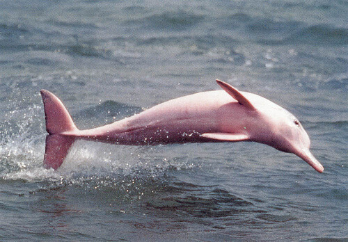 VIDEO: A Pink Dolphin exists in real life — and she is perfect
