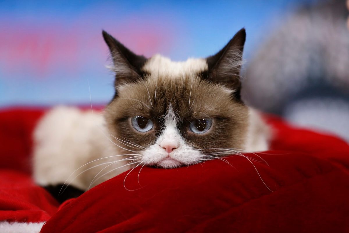 Don’t worry, Grumpy Cat didn’t really make $100 million
