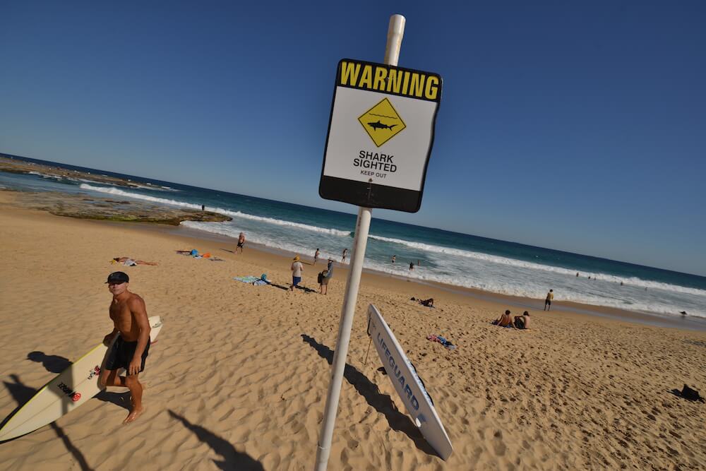 Shark kills Japanese surfer in second Australia attack in two days