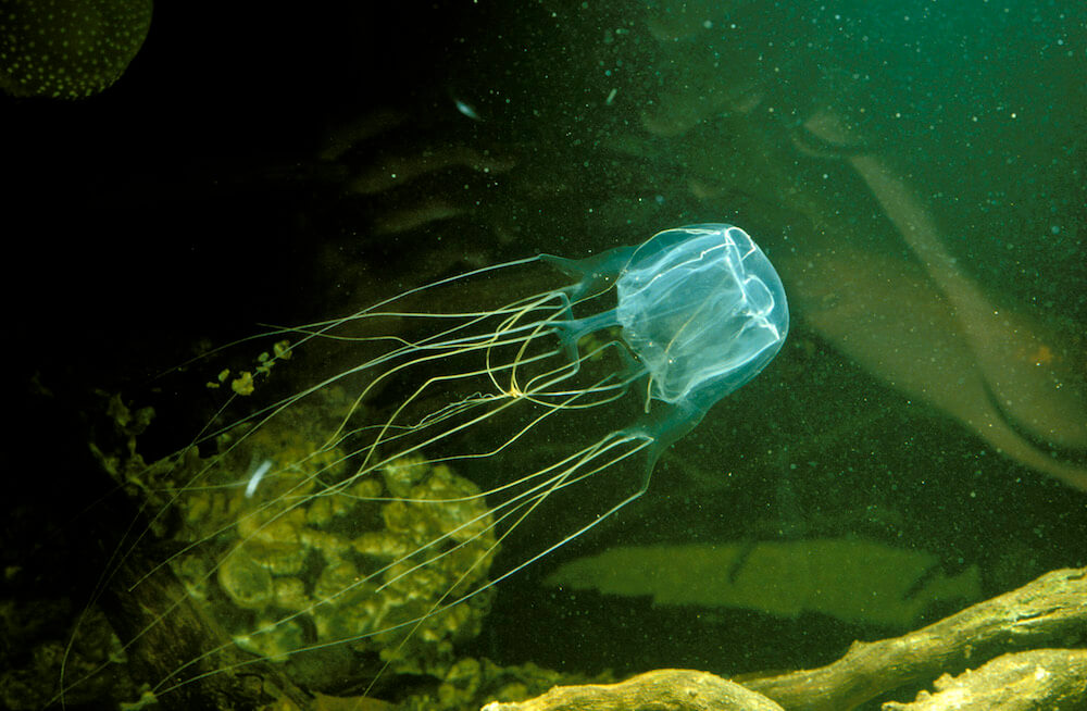 Jumping jellyfish! Almost 1,500 new ocean species found last year
