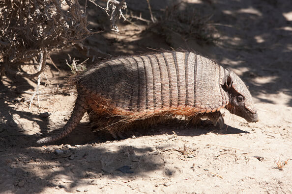Man shoots armadillo, bullet bounces back and grazes his jaw
