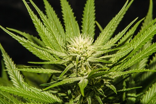 NY company to be first to offer kosher medical marijuana products