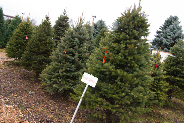 Live Christmas trees are better for the environment, advocates say