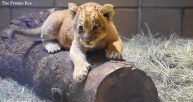 WATCH: Ridiculously cute lion cub needs a name