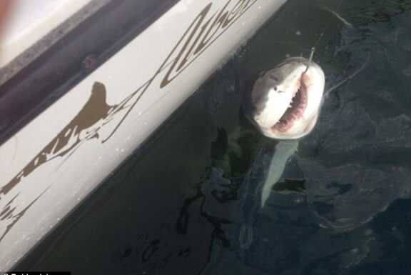 Sharks in New York: Great White sightings increase near the city – Metro US