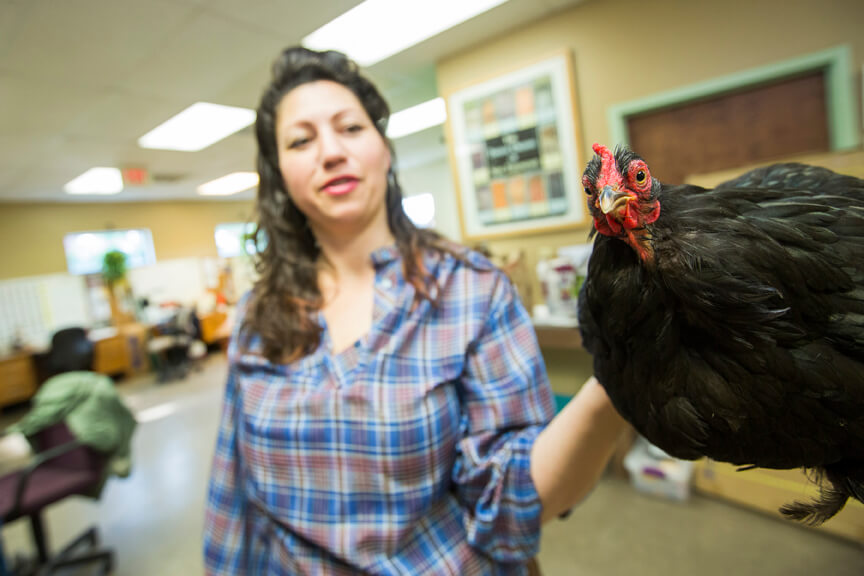 Growing flock of Bostonians embrace urban chicken-rearing