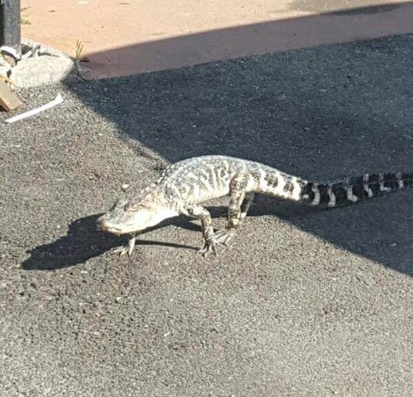 Crocodile spotted in Upper Manhattan