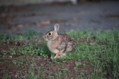 Bunny infestation overruns Boston