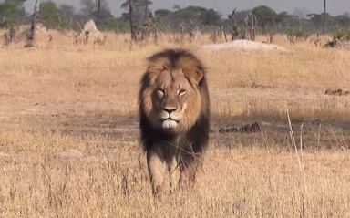 Zimbabwean duo in court over killing of Cecil the lion