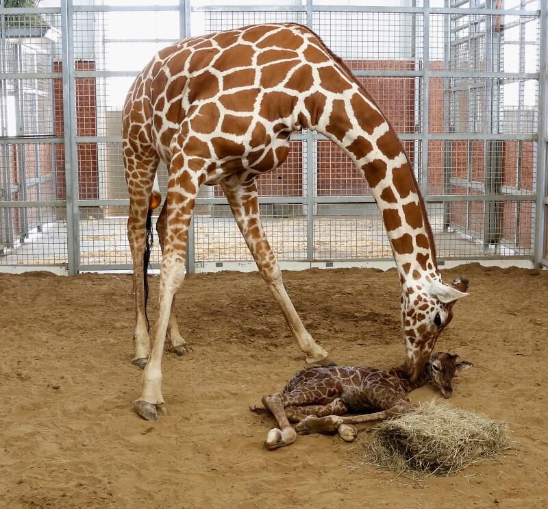 Dallas Zoo sells rights to name baby giraffe for $50K