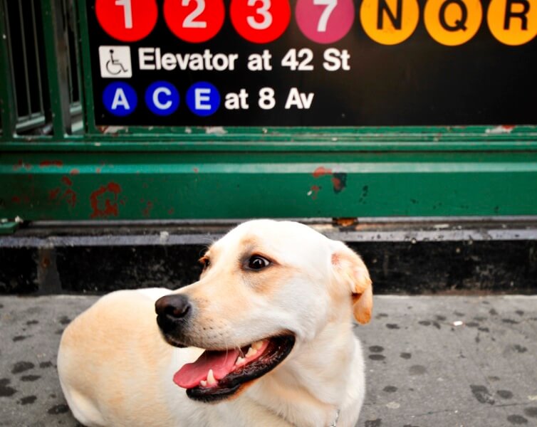 3 places to pamper your dog in NYC