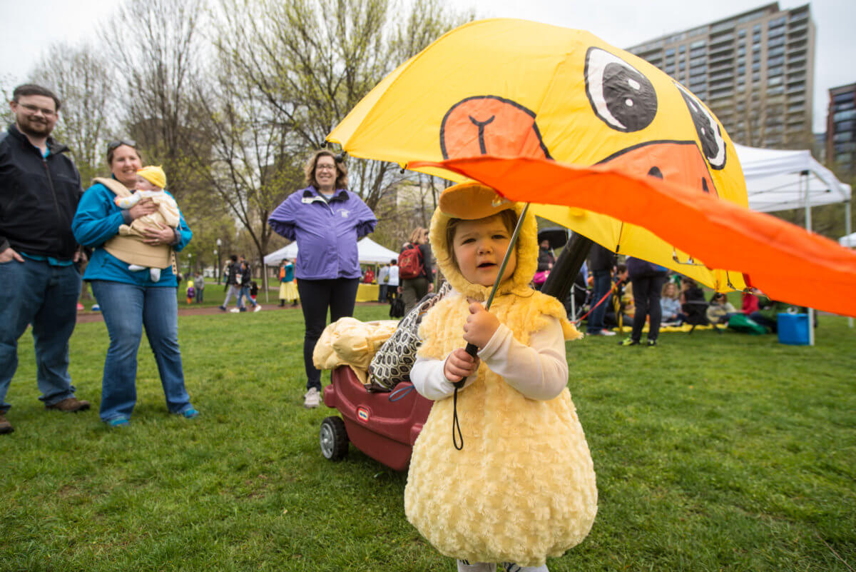 Photos Duckling Day At The Boston Public Garden Metro Us 