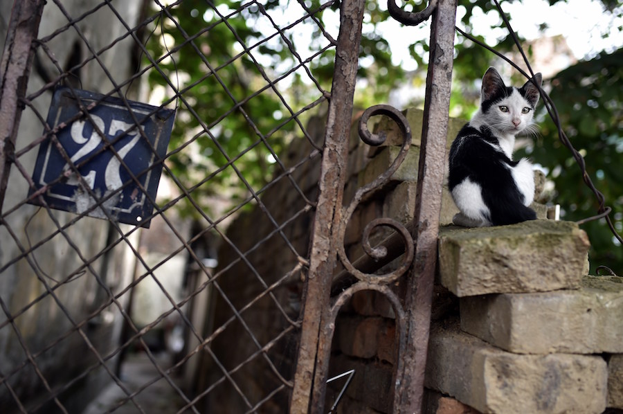 Some see a role for NYC’s feral cats